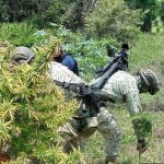 Desmantelan plantío de marihuana, narco campamento y explosivos en Pinzándaro, Michoacán