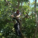 Michoacán, líder en formalización laboral en la agroexportación de aguacate: Sedeco