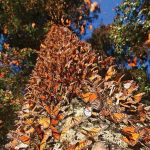 Turismo responsable, motor económico para comunidades guardianas de la Monarca