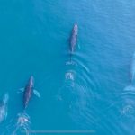 Regresan las ballenas jorobadas al Pacífico michoacano: Compesca