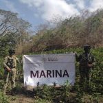 Marina localiza y erradica un plantío con aproximadamente 22,500 plantas de marihuana en el estado de Michoacán