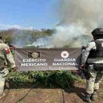 La 43/a. Zona Militar informa la destrucción de 40 plantíosde mariguana en la región de Tierra Caliente