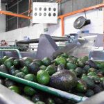 Michoacán cosechó un millón 460 mil toneladas de aguacate en la temporada 2025-2026