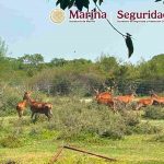 MARINA, FGR Y SSPC ASEGURAN CINCO INMUEBLES Y MÁS DE 130 ANIMALES EXÓTICOS EN TAMAULIPAS